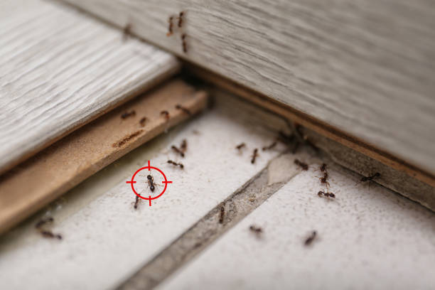 Best Termite Control Services  in Chester, WV