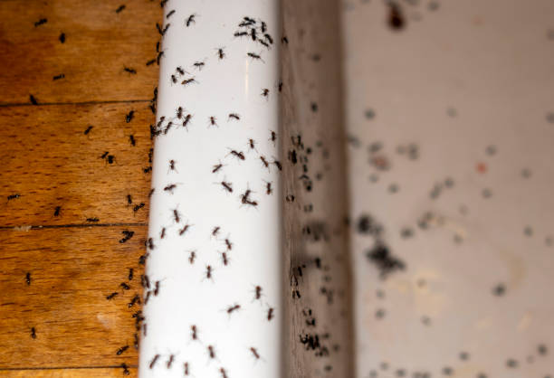Reliable Chester, WV Pest Control Solutions