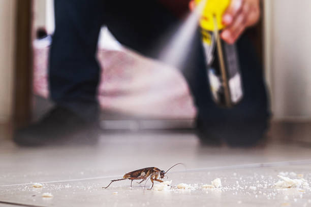 Best Wasp Removal Services  in Chester, WV